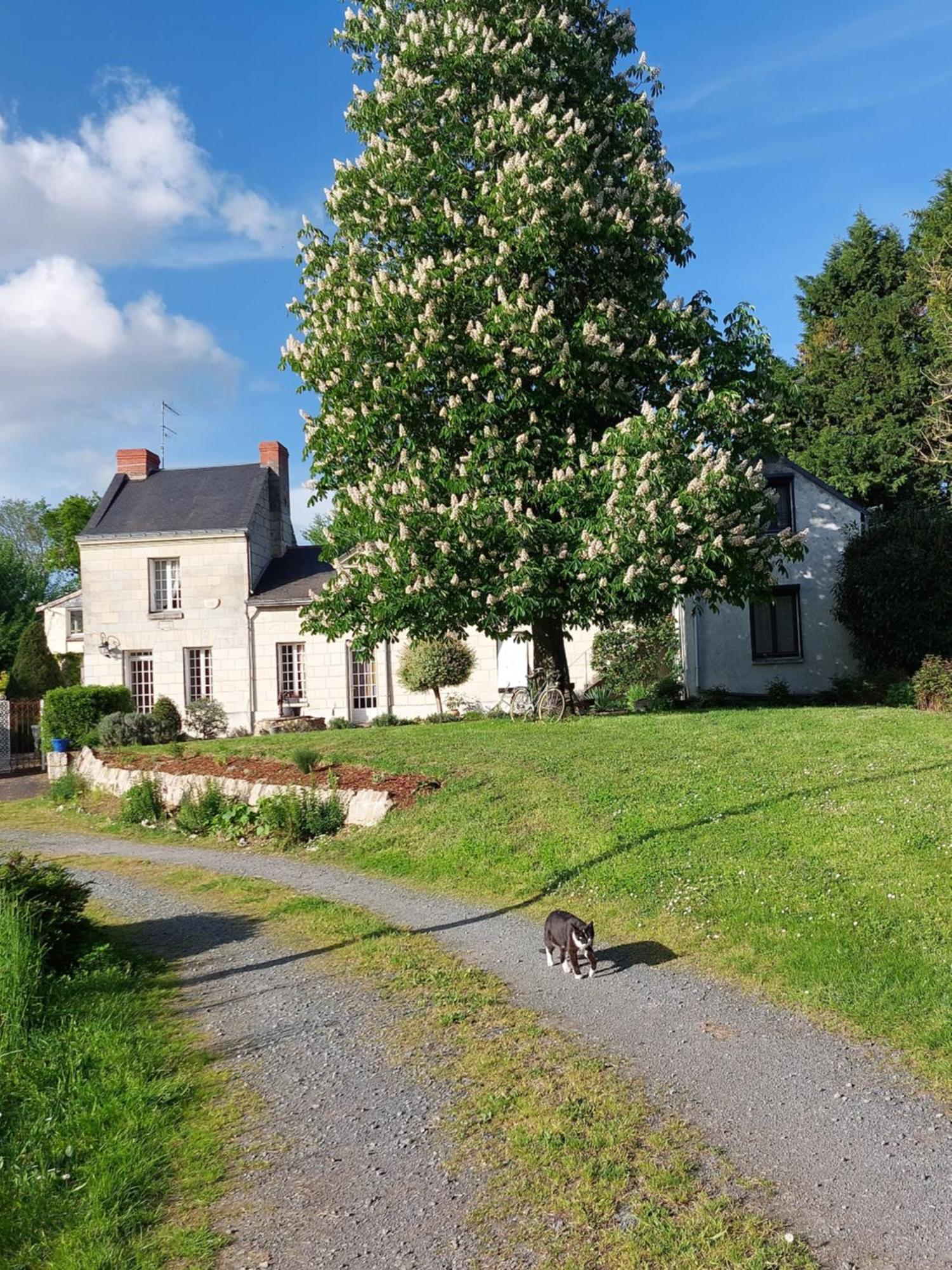 Chambres D'Hotes De L'Ile Du Saule โซมูร์ ภายนอก รูปภาพ